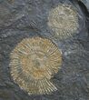 Plate Of Pyritized Dactylioceras Ammonites #9713-1